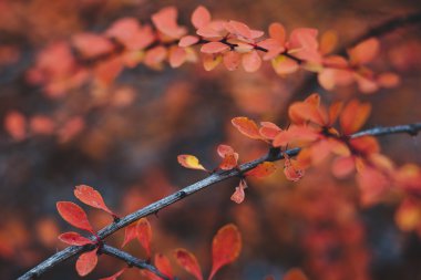 Sonbahar doğal arka planda kırmızı yapraklar