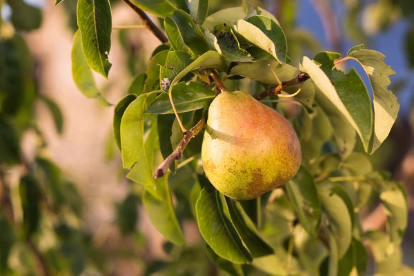 树上成熟的梨 — 图库照片