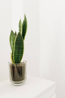 İç dekorasyon olarak çömlek içinde yeşil ev bitkileri. Ev dekorasyonu ve konforunda doğa