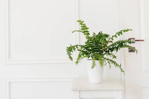Zöld Ház Páfrány Növény Pot Mint Gyönyörű Belső Dekoráció Természet — Stock Fotó