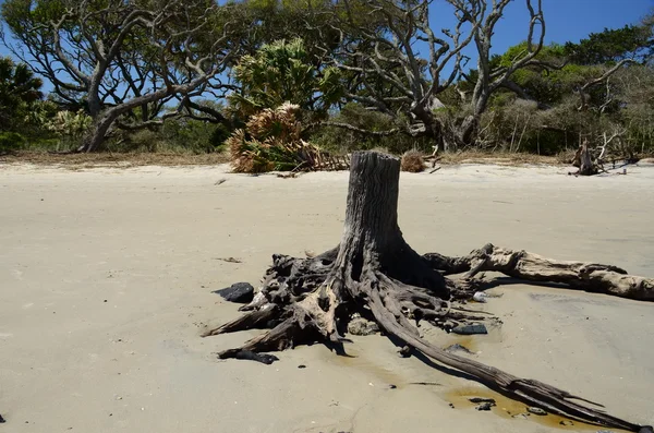 Driftwood pnia drzewa — Zdjęcie stockowe