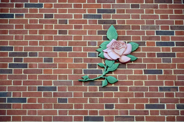 Rosa rosa en la pared de ladrillo — Foto de Stock