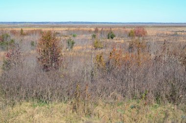 Prairie Paynes korumak kışın