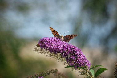 Eylülün ilk günlerinde güneşli bir günde bir çiçekte kelebek.