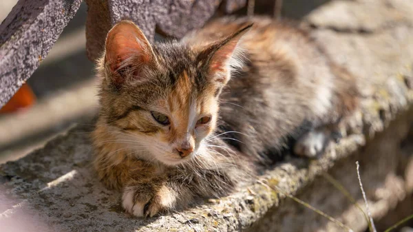 Pequeño Gatito Día Soleado Otoño Naturaleza — Foto de Stock