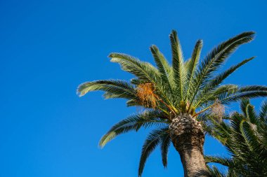 Yunanistan 'da tropik yaz tatilini fotokopi alanı ile temsil eden koyu mavi gökyüzü üzerinde portakal renkli meyve kümeleri bulunan yeşil hurma ağacı tepesi