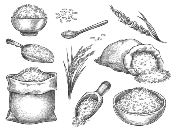 Esquisse les grains de riz. Pieu de graines vintage et oreilles de ferme. Grains de basmati entiers dans un sac, une cuillère et une cuillère. Bol à bouillie de riz. Ensemble vectoriel dessiné à la main — Image vectorielle