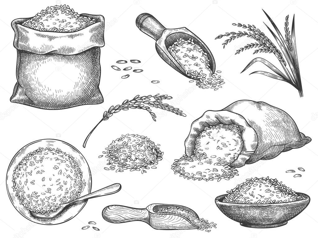 Hand drawn rice flour. Retro engraving cereal spikelets of wheat, rye, barley, basmati or jasmine rice. Grains in sack and scoop vector set