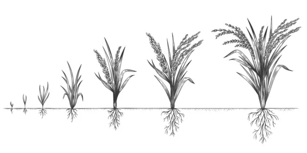 Crescimento de arroz. Ciclo de cultivo de plantas. Desenhe estágios de vida de cereais de fazenda. Espiguetas desenhadas à mão no solo. Grains aumentar o conceito de vetor passos — Vetor de Stock