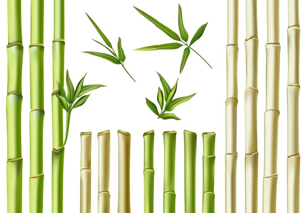 Realistic bamboo sticks. 3d green and brown branches, stem and leaves. Nature botanical hollow canes. Asian bamboo eco decoration vector set — Stock Vector