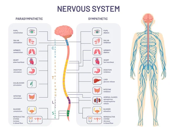Human nervous system. Sympathetic and parasympathetic nerves anatomy and functions. Spinal cord controls body internal organs vector diagram — Stock Vector
