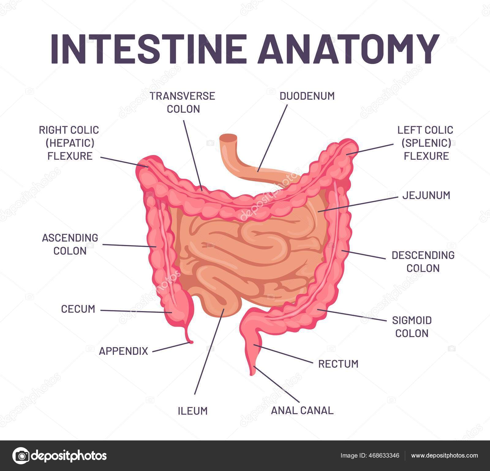Intestine anatomy. Human body digestive system bowel infographic with