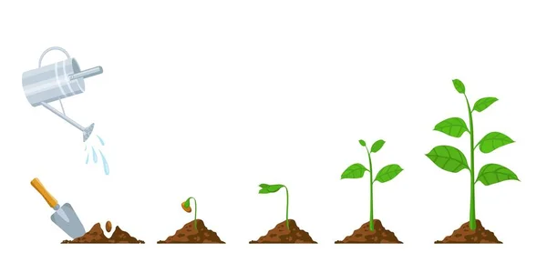 Le germe vert pousse. Semis et phases de plantation. Plante avec feuilles, haricot dans le sol, arrosoir. Végétaux progrès vectoriel infographie — Image vectorielle