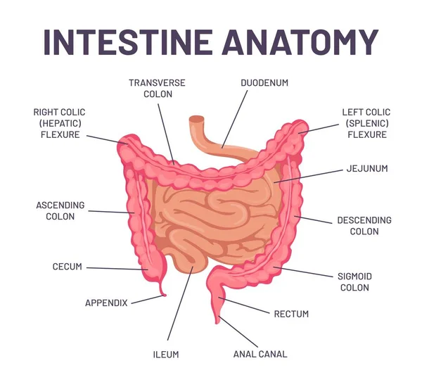 Anatomia intestinale. Sistema digestivo del corpo umano infografica intestinale con duodeno, colon e jejunum. Struttura vettoriale interna dell'organo addominale — Vettoriale Stock
