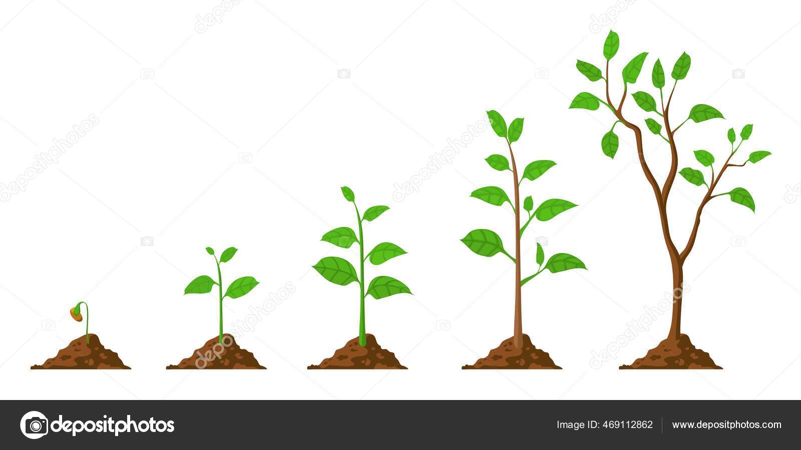 El árbol crece. Crecimiento de la planta desde la semilla hasta el