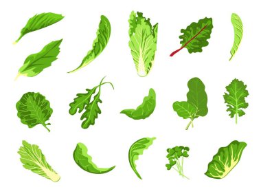 Salata yaprakları. Yeşil taze çiftlik yemeği, marul, lahana, roka, tere ve lahana. Sağlıklı mikroyeşil filiz, organik yaprak sebze vektörü seti
