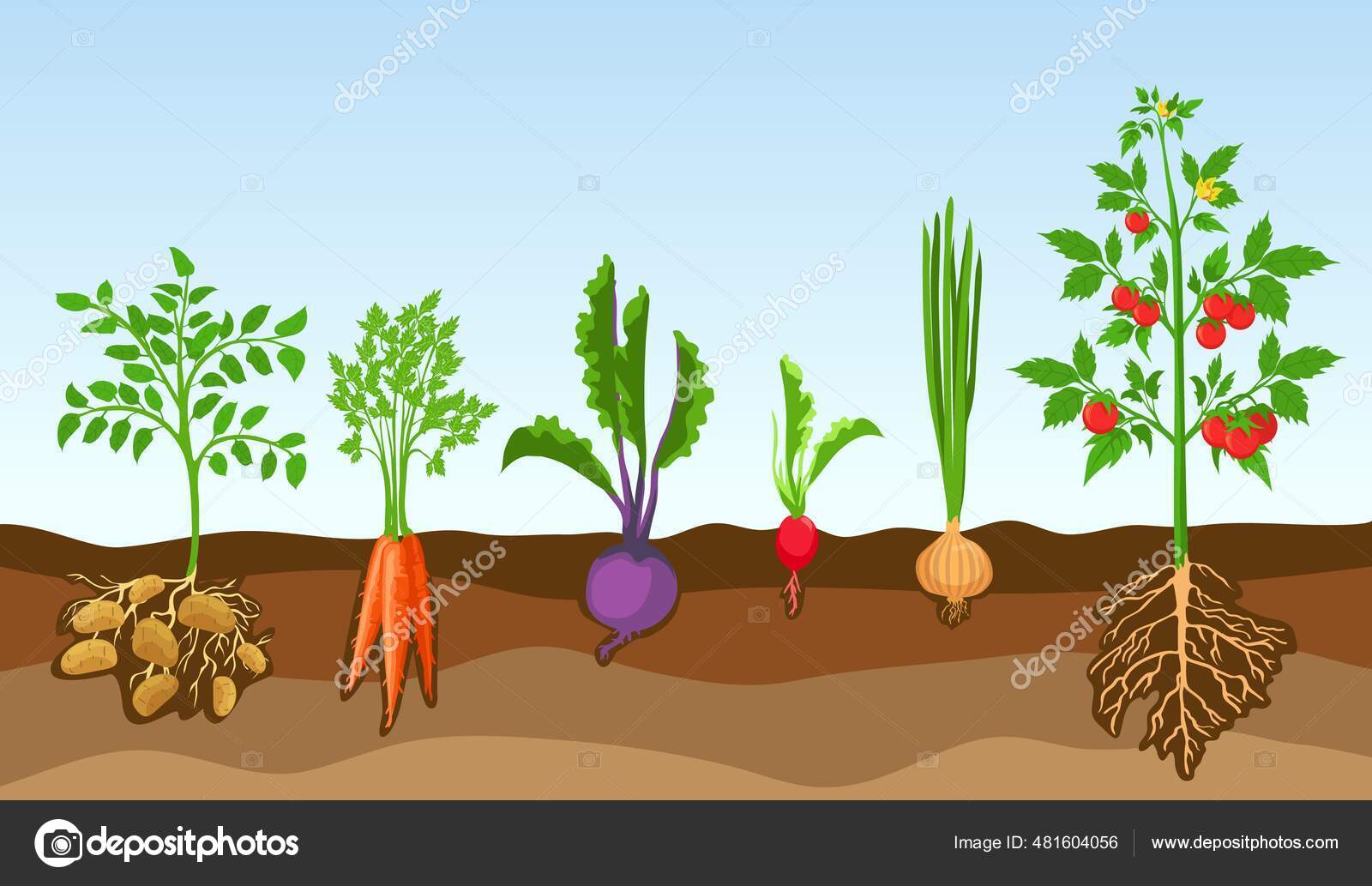 蔬菜在土壤中 种植农场植物 土豆 西红柿 洋葱 萝卜 甜菜和胡萝卜 根植于地下向量集的卡通蔬菜 图库矢量图像 C Tartila Stock Gmail Com