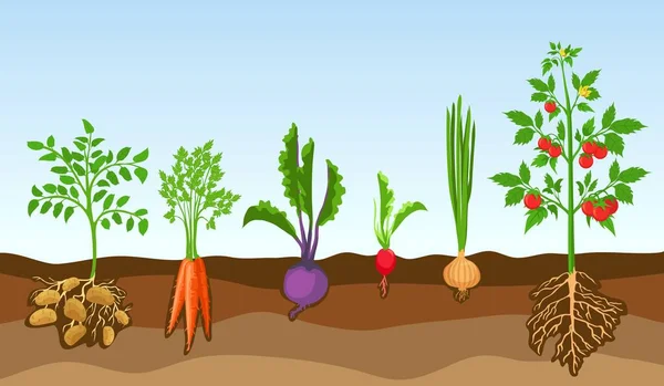 Verduras en el suelo. Cultiva plantas de granja, papa, tomate, cebolla, rábano, remolacha y zanahoria. Dibujos animados vegetal con raíces en el conjunto de vectores de tierra — Vector de stock