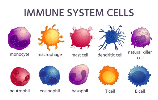 Immunsystemets celltyper. Cartoon makrofage, dendritiska, monocyt, mast, b och t celler. Adaptiv och medfödd immunitet, lymfocytvektoruppsättning — Stock vektor