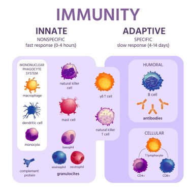 Innate and adaptive immune system. Immunology infographic with cell types. Immunity response, antibody activation, lymphocytes vector scheme clipart