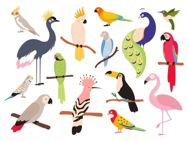 Loros planos y pájaros de la selva tropical volando y sentados. Guacamayo, periquito, ara y loro exótico colombia. Conjunto de vectores de aves tucán y emú — Vector de stock