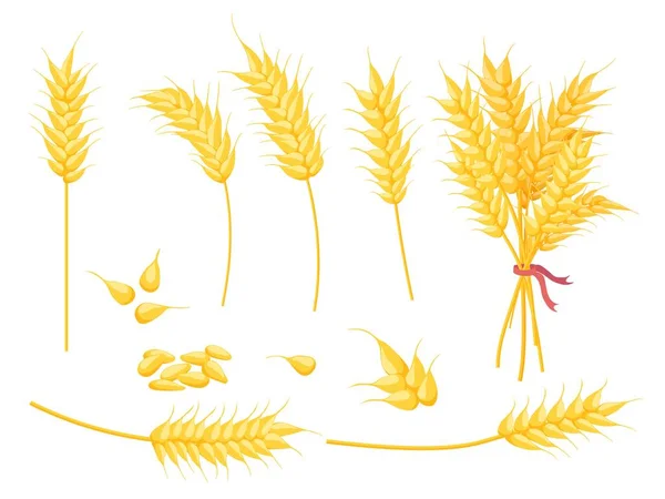 Kreskówka dojrzałe rośliny pszenicy złotej, ziarna i ucha. Żółty pojedynczy szpikulec, bukiet i nasiona. Zestaw wektorów roślin uprawnych, piekarniczych i rolniczych — Wektor stockowy