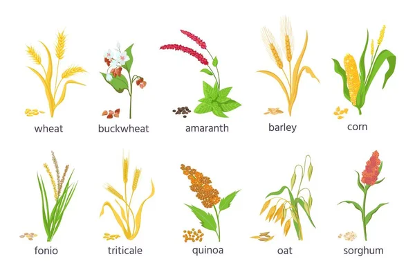 Cultivos de cereales de granja de dibujos animados y plantas de hierba de grano. Agricultura maíz, trigo, maíz, trigo sarraceno, amaranto y quinua semillas y espigas vector conjunto — Archivo Imágenes Vectoriales
