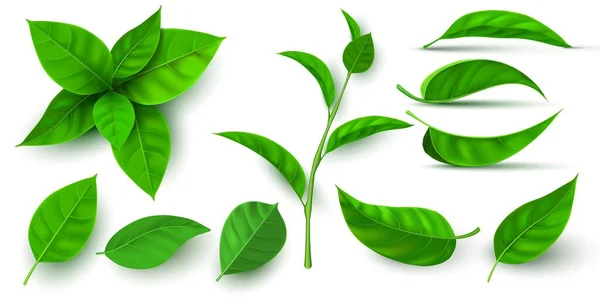 Realistische 3D frischen Tee grünen Blättern und Zweigen. Fliegendes Baumblatt. Elemente aus Tee oder Minze. Ökologie, Natur und veganes Vektorset — Stockvektor