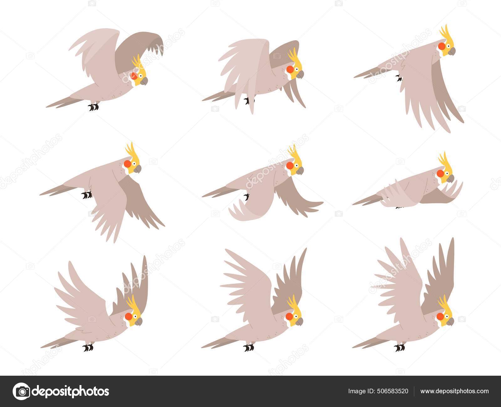 Cartoon cockatoo parrot fly animation frames sequence. Animated sprites  loop of tropical bird flying in sky. Parrot wing vector motion cycle Stock  Vector Image by ©.com #506583520