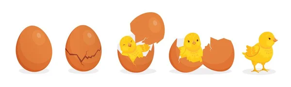 Cartoon cute baby chicken hatch from egg stages. Cracked eggshell and newborn yellow chick. Easter farm bird character birth vector concept — Stock Vector