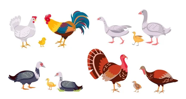 Aves de corral, familia de aves domésticas, gallinas y gallos. Pavo con chica. Gansos de dibujos animados, patos, patitos y pollo. Conjunto de vector ganadero — Archivo Imágenes Vectoriales