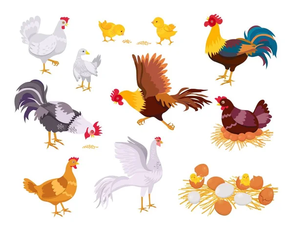 Familia de pollo de granja de dibujos animados, gallo, gallina y polluelos. Las aves domésticas planas comen, corren y se sientan sobre huevos. Nido con chica. Aves de corral crecer vector conjunto — Archivo Imágenes Vectoriales