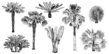 El yapımı palmiye ağacı. Tropikal bitkiler, botanik yapraklar, yağmur ormanları yaz turizmi ya da orman şablonu için en iyi örnektir. Palmiye ağaçları, izole edilmiş egzotik çizim vektörü kümesi.