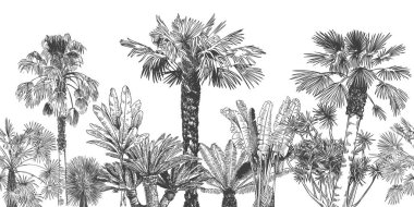 Dikensiz bir hudut ağacı. Tropikal duvar kâğıdı için el yapımı yeşillik, orman afişi çerçevesi ve tatil beldesi, yağmur ormanı posteri. Ada peyzaj vektörü dağılımı için egzotik oymalar.