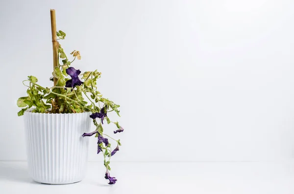 Νεκρό φυτό σε γλάστρα. Πετούνια. Η έννοια της ανάρμοστης φροντίδας των φυτών του σπιτιού. Λευκό φόντο — Φωτογραφία Αρχείου