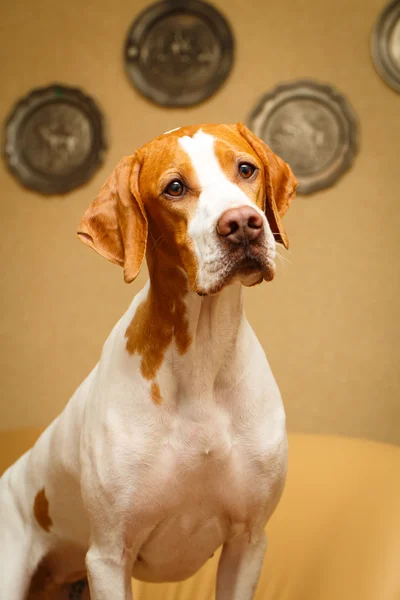 Hund i lägenhet — Stockfoto