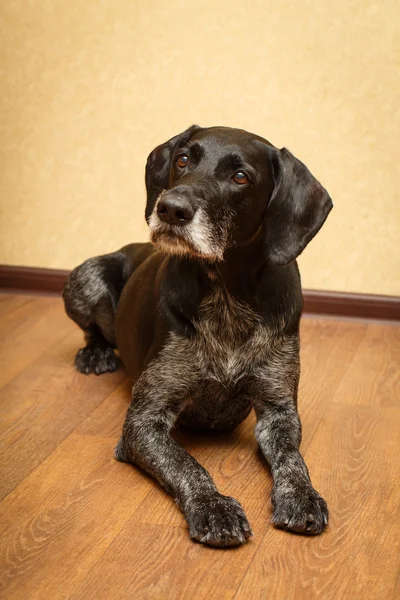 Dog in flat — Stock Photo, Image