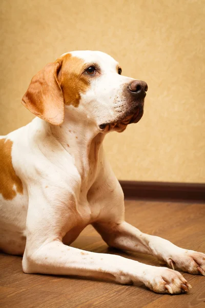 Hund i lägenhet — Stockfoto