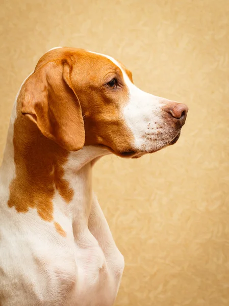 Hund i lägenhet — Stockfoto