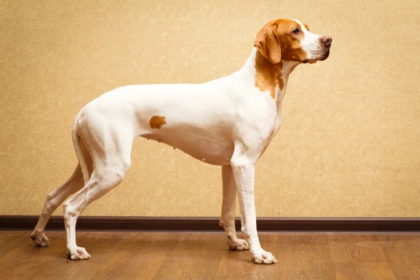 Hund i lägenhet — Stockfoto