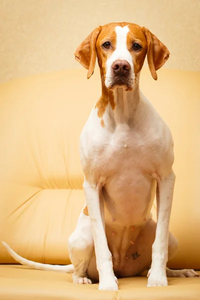 Dog in flat — Stock Photo, Image