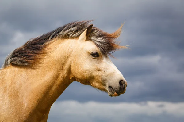 Animales en la naturaleza —  Fotos de Stock