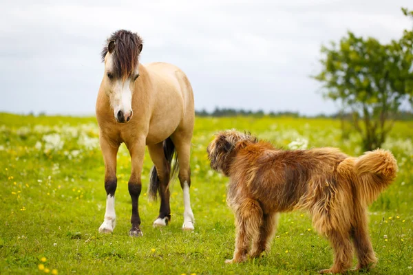 Animais na natureza — Fotografia de Stock