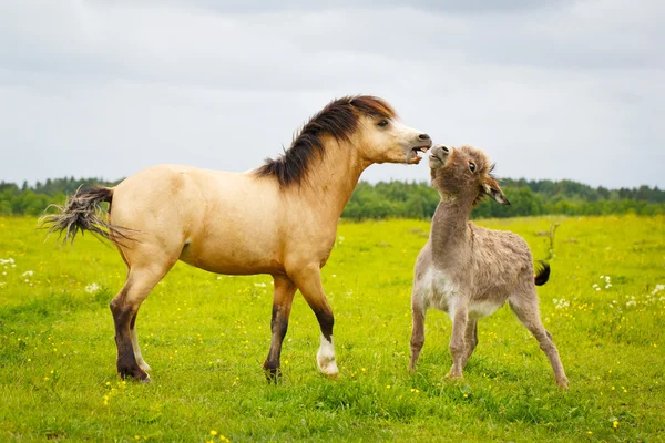 Animal on nature — Stock Photo, Image