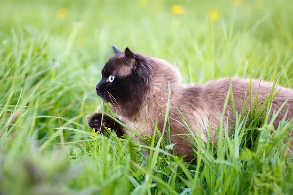 Animais na natureza — Fotografia de Stock