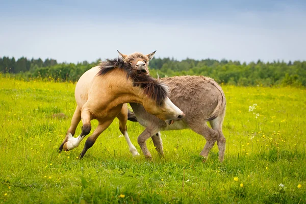 Animales en la naturaleza — Foto de Stock