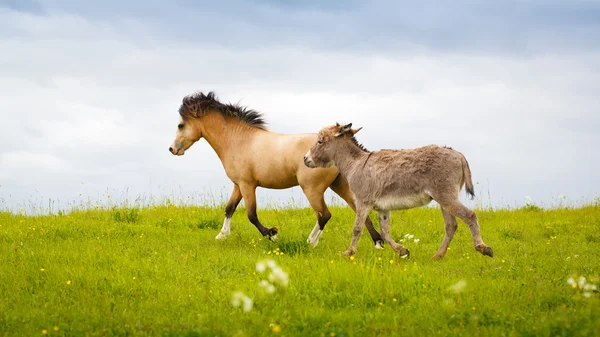 Djur på natur — Stockfoto