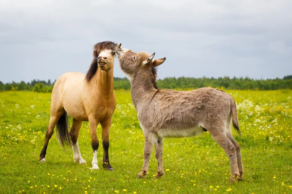 Animal on nature — Stock Photo, Image