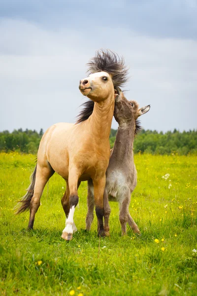 Animal on nature — Stock Photo, Image