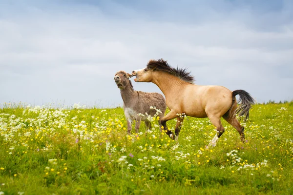 Djur på natur — Stockfoto